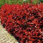 Głogownik Red Robin Zimozielony Na żywopłoty P9 15-25cm