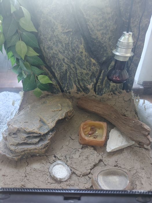 Terrarium dla gada