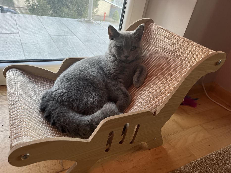 Brytyjczyk. Ostatni Kocurek z rodowodem woj.Łódzkie