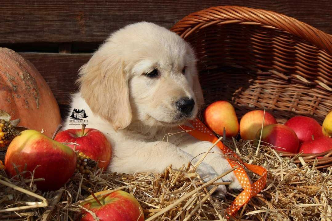 Gotowy do odbioru Piesek golden retriever *ZKwP FCI*
