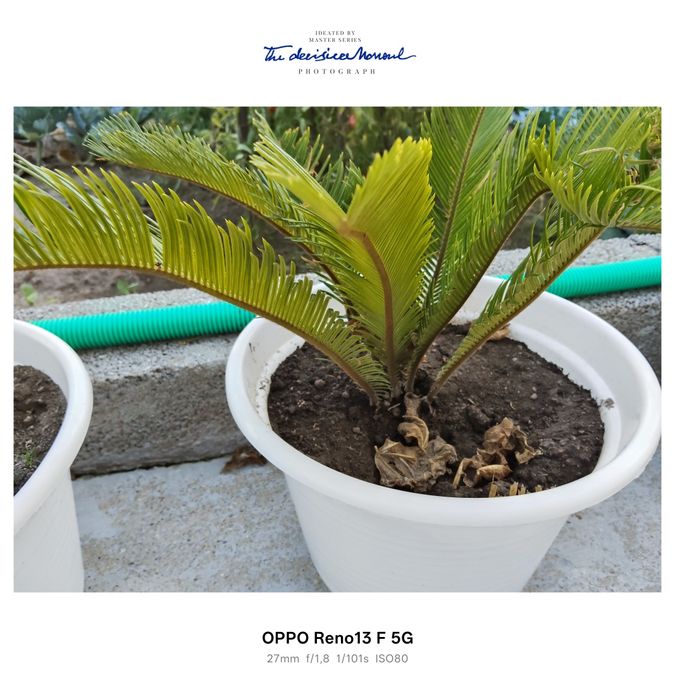 Plantas sicas para venda