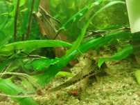 Sturisoma aureum