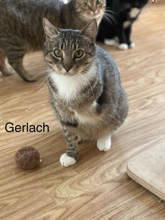 Trojnóżek Gerlach czeka na dom