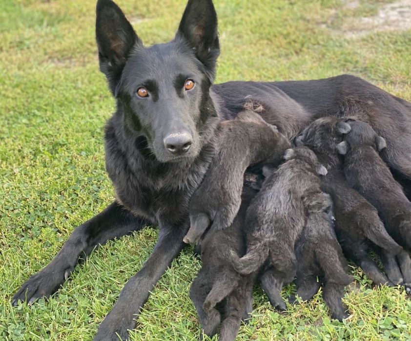 Акція - 23.11.2025. Вівчарка цуценята чорна