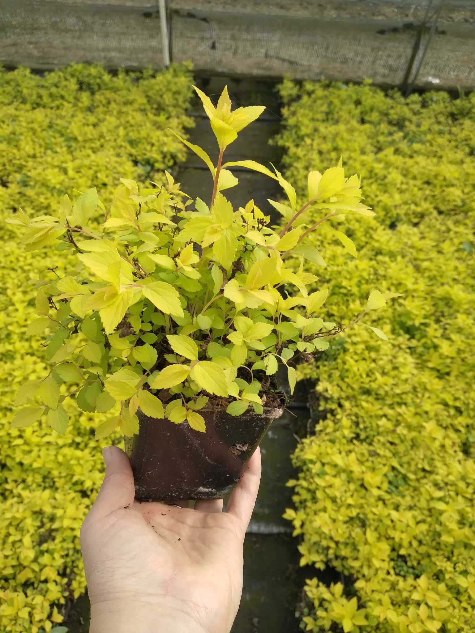 Tawuła japońska `Goldmound` Spiraea japonica P9