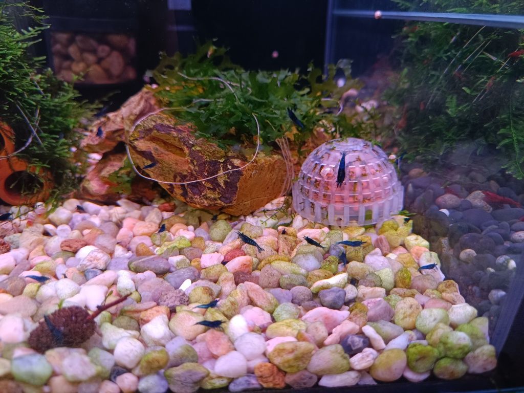 Camarões Neocaridina Blue Dream