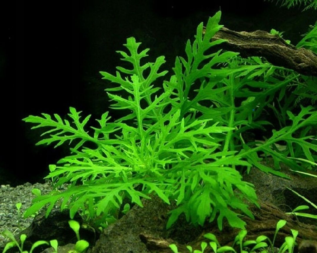 Hygrophila difformis Nadwódka zmienna trójkwiatowa Wysyłka 5 zł