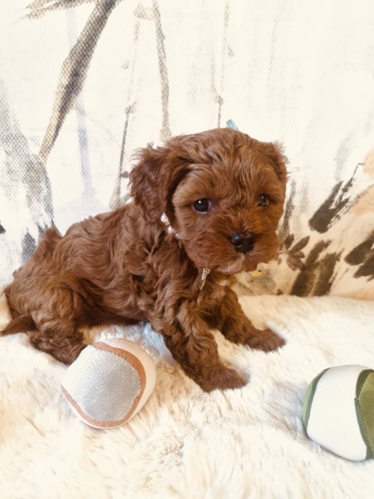 Zarezerwowane Cavapoo F1 śliczna mini dziewczynka