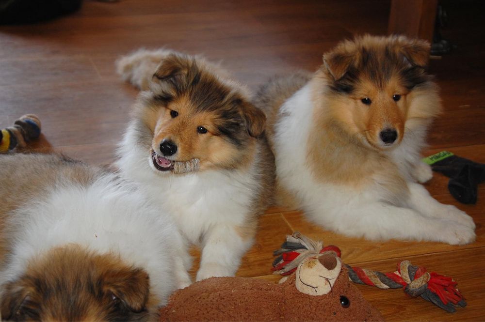 Щенки колли