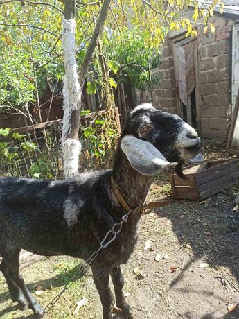 Англо-нубийский козел на покрытие