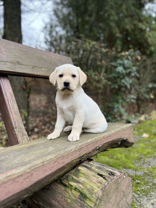 Хлопчики Палевого Лабрадора до Миколая