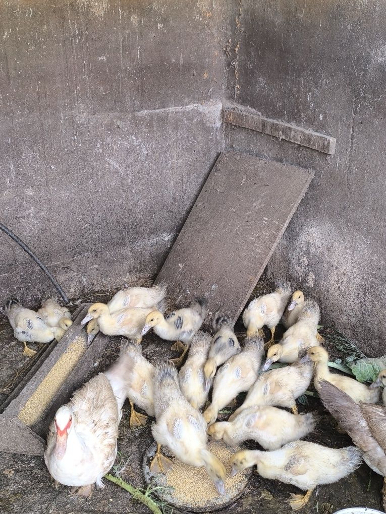 Patos para vender