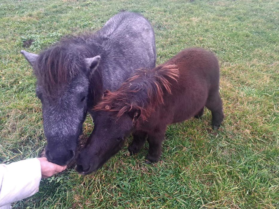 Kucyki ogierki 0,5 roku i 1,5 roku