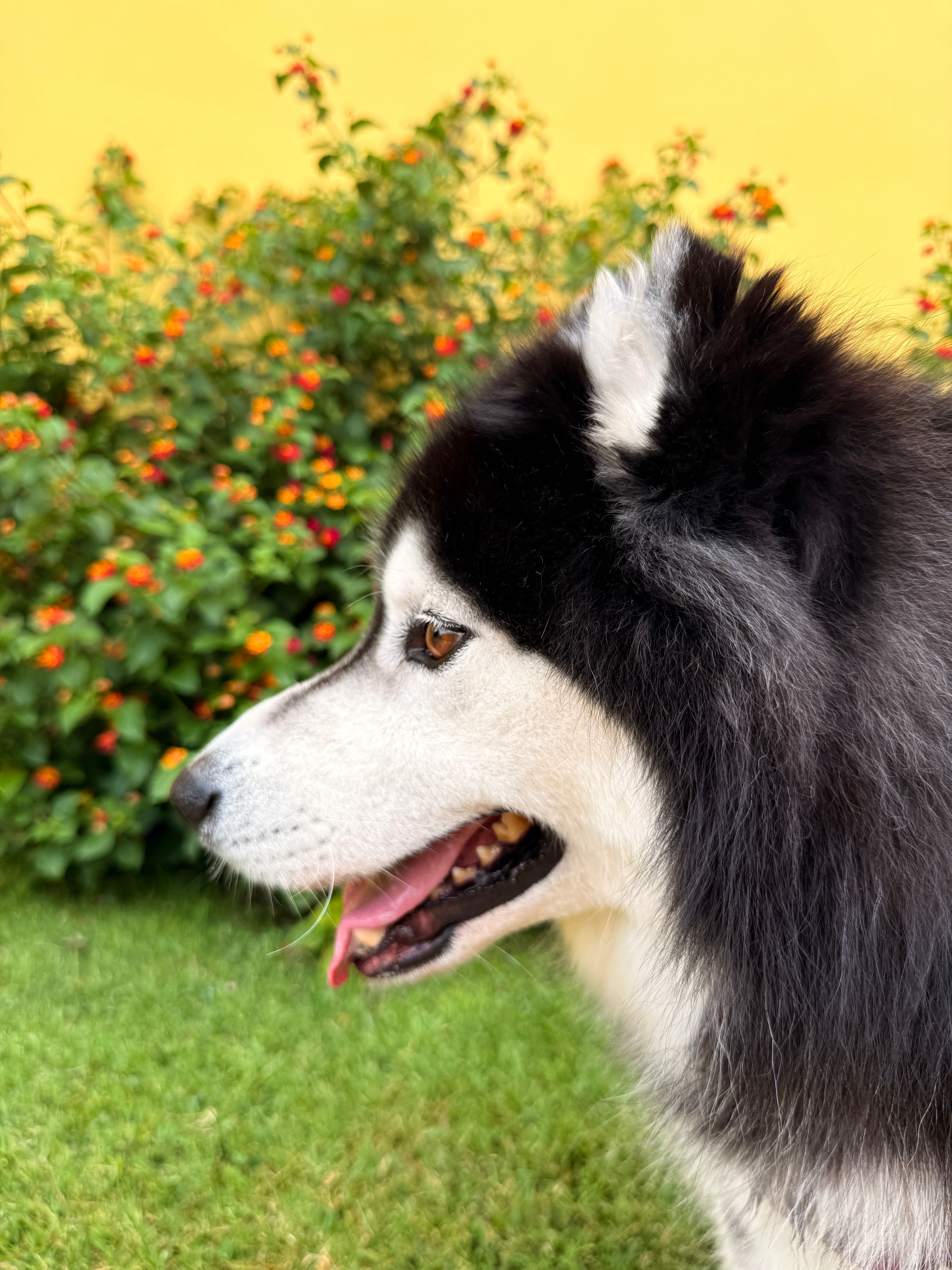 Cuido dos seus animais de estimação
