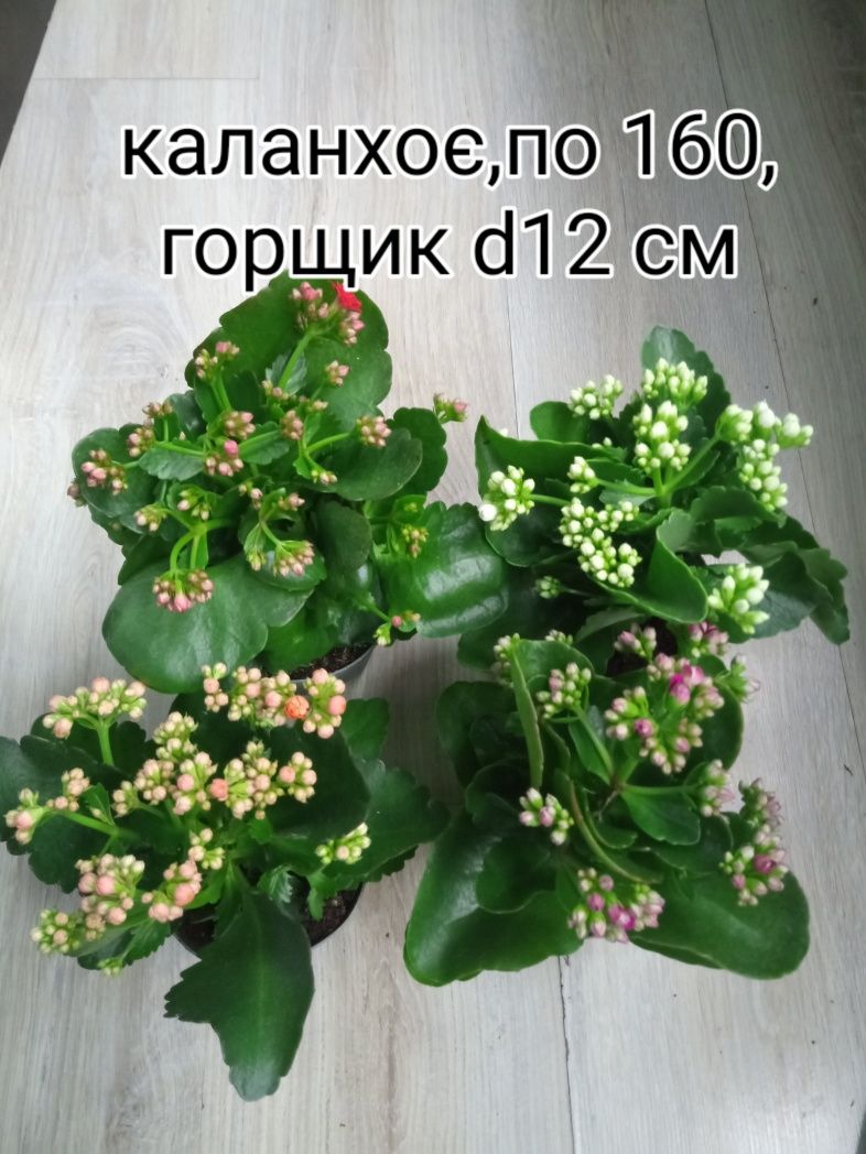 Пеперомія,гарденія, кава, спатифіллум,філодендрони