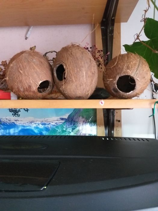 Kokosy domki dla glonojadow dole chomika albo jaszczurki