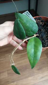 Hoya Caudata Sumatra hoja do kolekcji