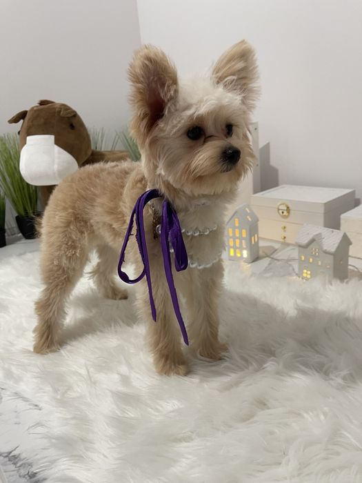 Помапу — Це не просто цуценята  це любов у формі собаки