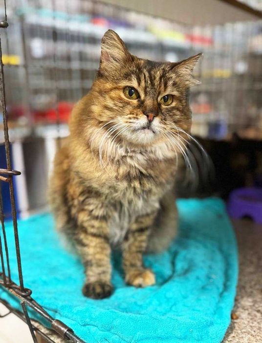 Симпатична пухнаста Марфуша шукає дім! кішка кіт кошеня