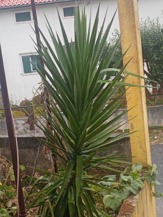 Palmeira Yuca para jardim