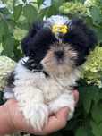 Shih Tzu dziewczynka