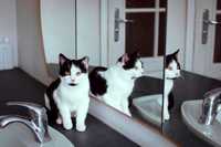 Cynka kotka do adopcji ze schroniska czarno biały śliczny kot malutki