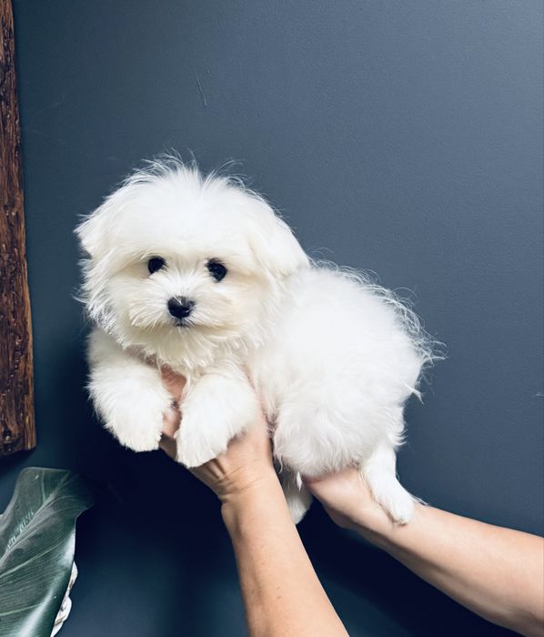 Maltanczyk suczka mini