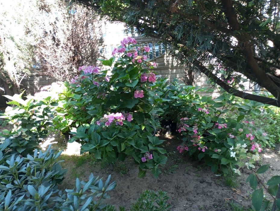 Usługi ogrodnicze. Ogrodnik.  Pielęgnacja,   zakładanie ogrodów,  traw