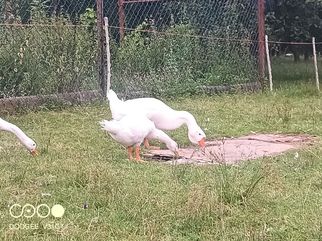 Gęsi chołmogory para