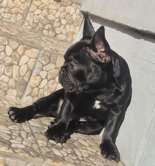 Buldog francuski czarny