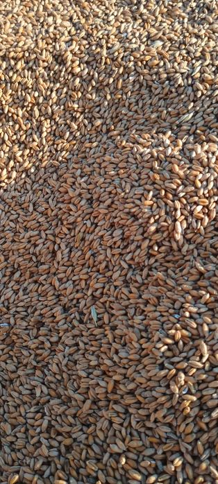 Pszenica i mieszanka zbożowa 2025