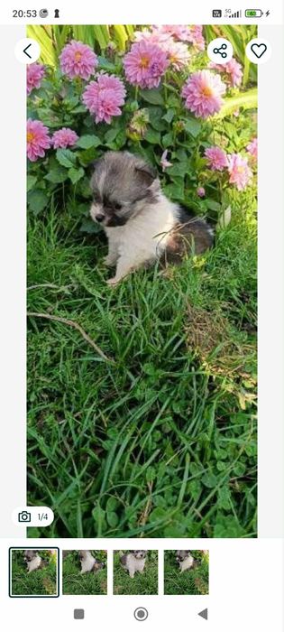 Szpic miniaturowy wpelni samodzielna