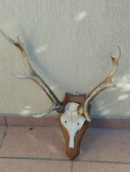 Jeleń mandżurski sika miniaturowy