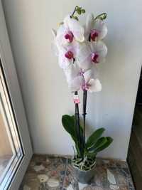 Орхідея велика квітка -2 гілки-550 грн
