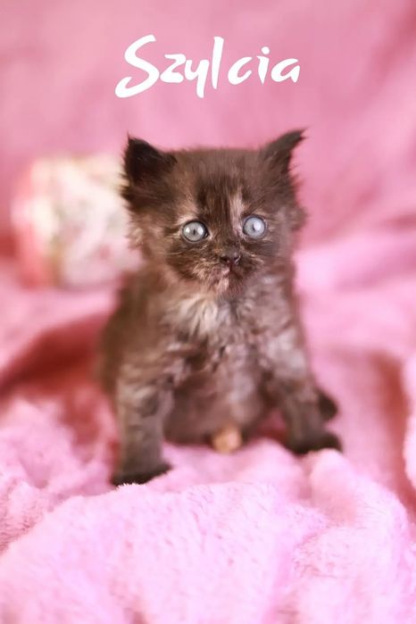 Weź na kolana kota! Adoptuj i podaruj szczęście