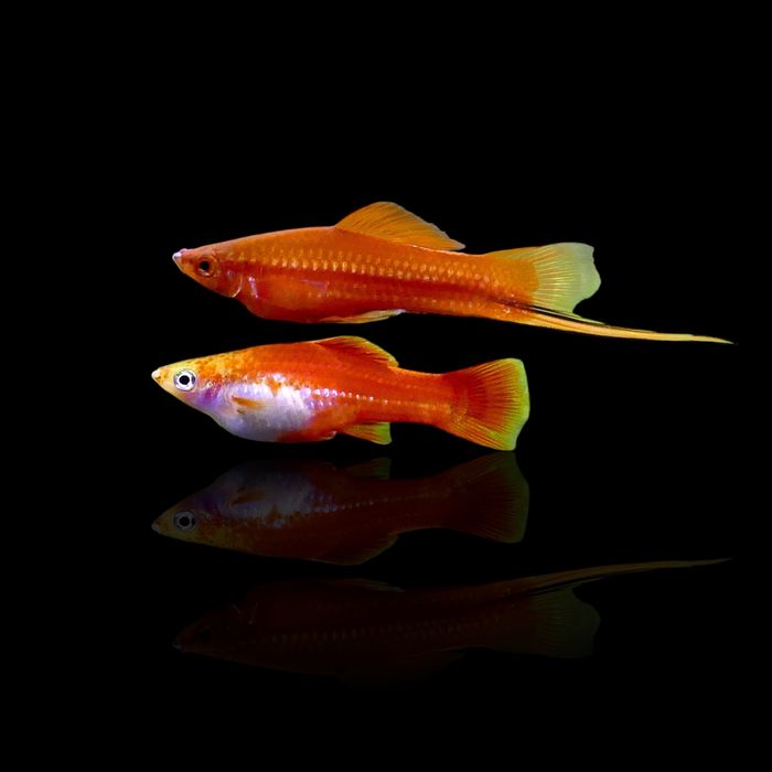 Mieczyk Hellera (Xiphophorus hellerii)