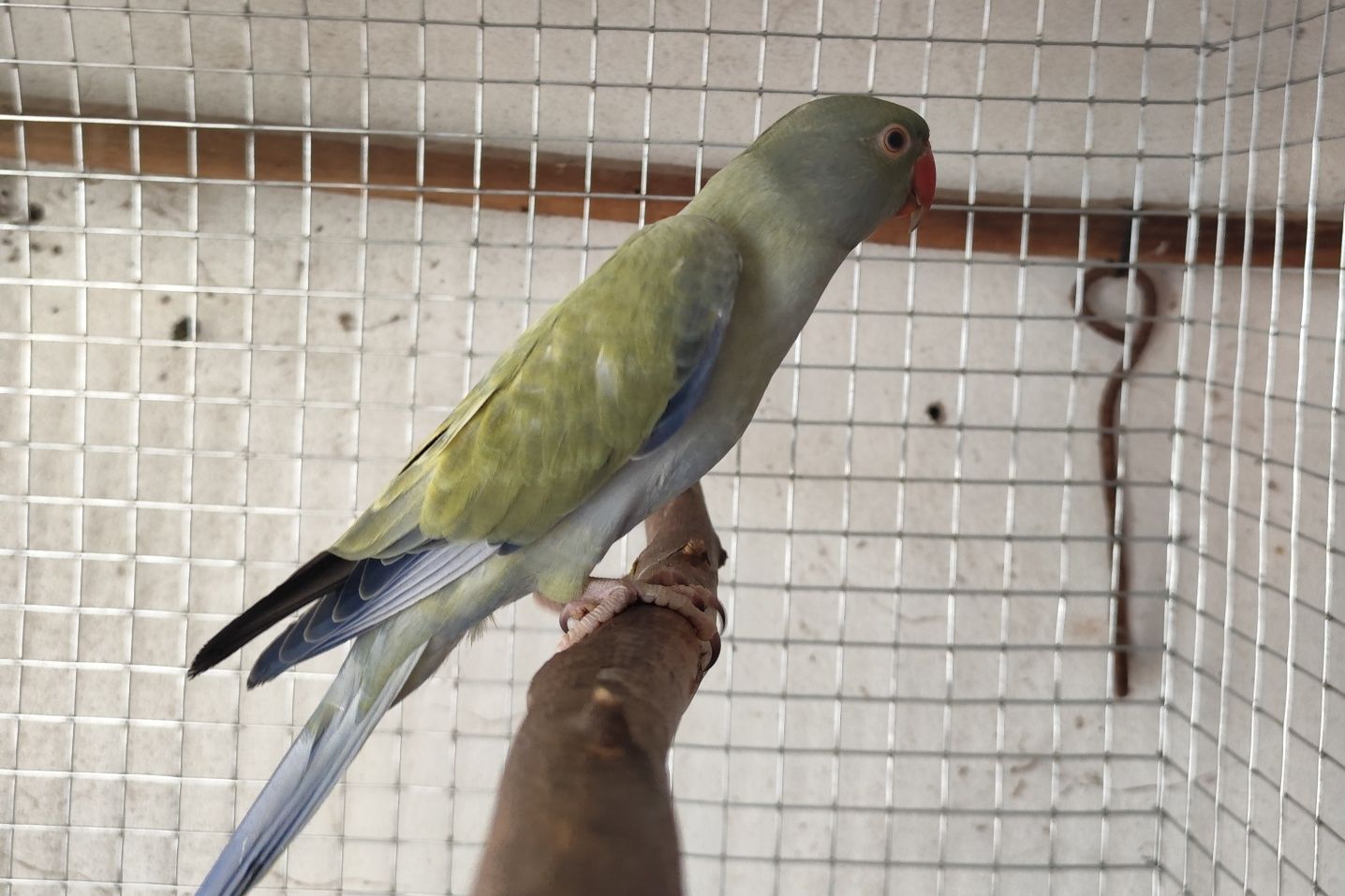 Ring necks azuis cc
