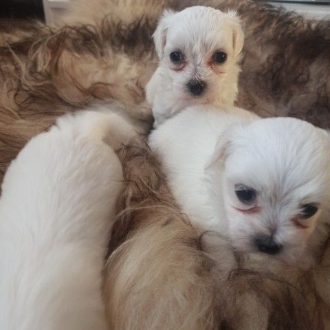 Piesek Samiczka Suczka Suka Maltańczyk Miniaturka