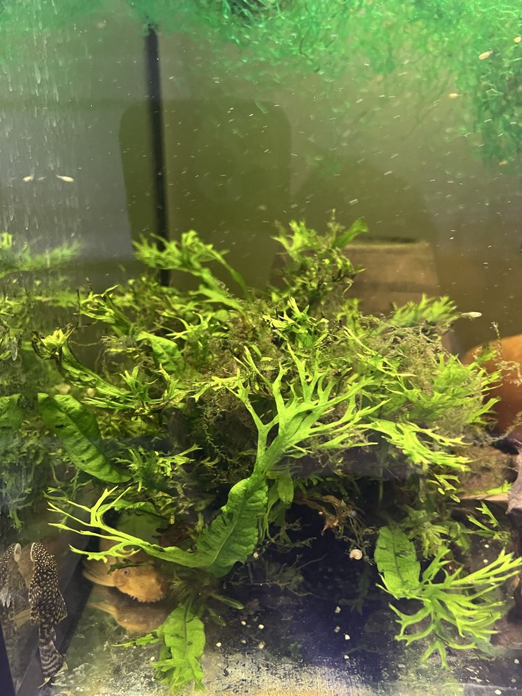 Mikrozorium i mikrozorium oskrzydlone