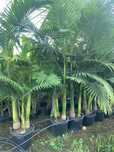 Palmeiras exóticas - Archontophoenix alexandrae,  kentias, dypsis