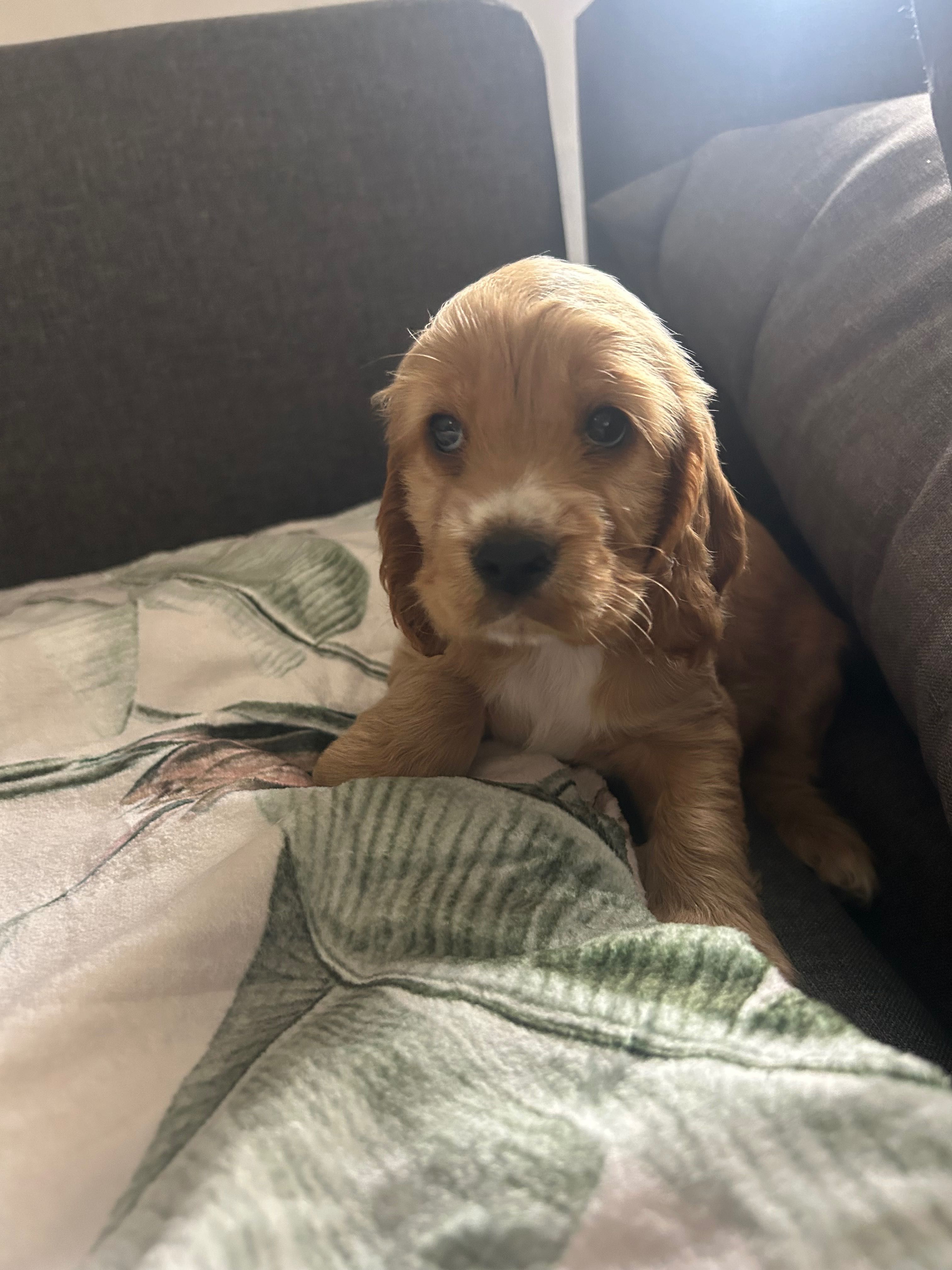 Cocker spaniel angielski