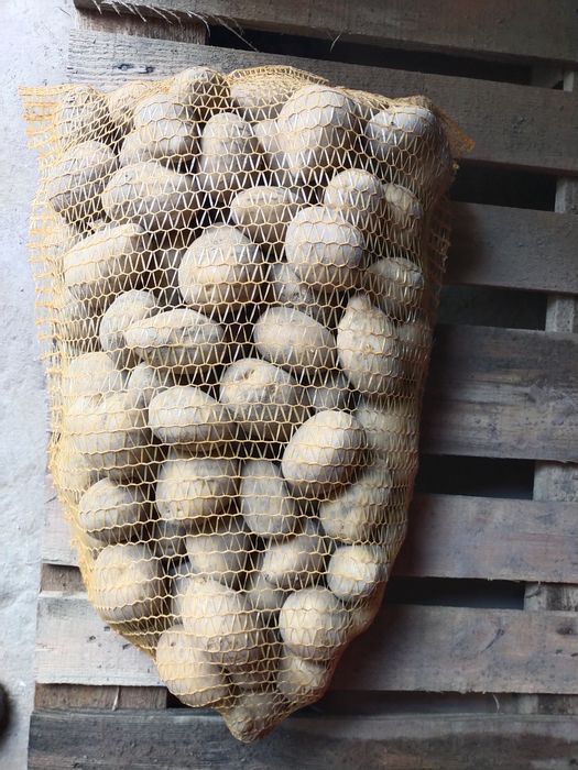 Ziemniaki ogórki czosnek warzywa kiszonki