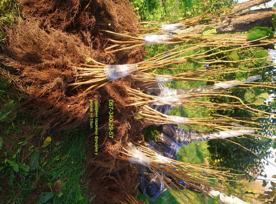 Саджанці фундука. Каталонський, Гарібальді, Трапезунд. Та інші.