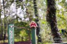 HELIOS 44M-4 58/2 + adapter M42 - Canon RF | Jak nowy, ostry Sample
