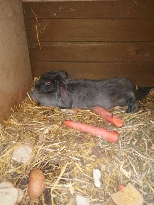 Sprzedam barany francuskie