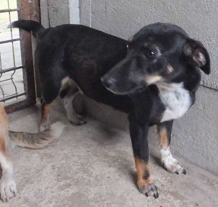 WEXA nieduża,czarna podpalana z białym, kontaktowa suczka do adopcji