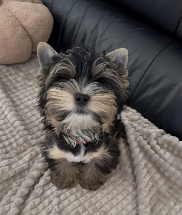 Yorkshire Terrier  piesek