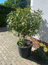 Oleander na pniu duży 170cm