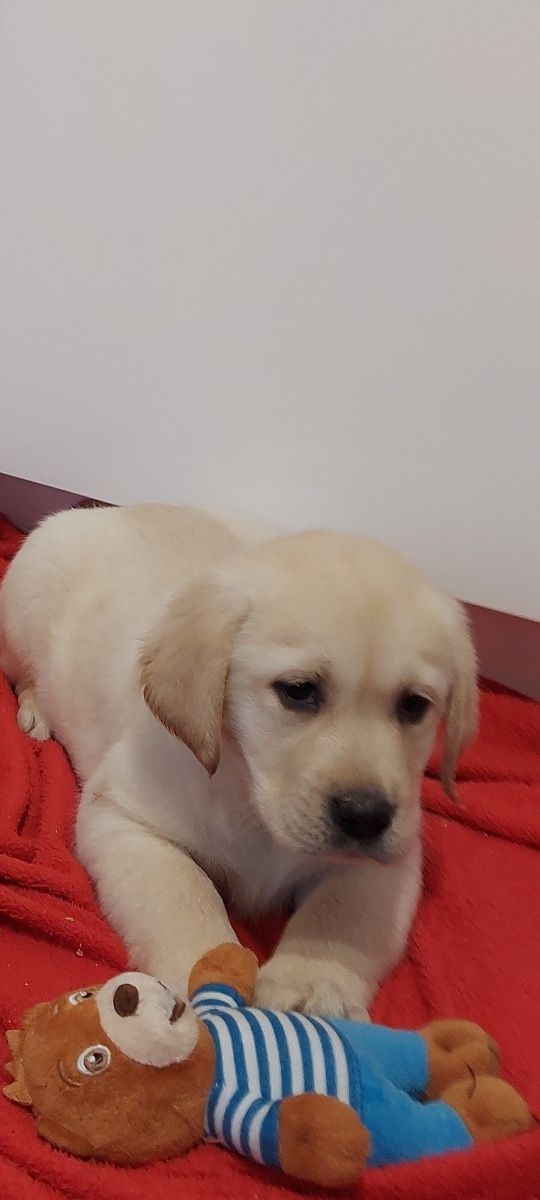 Labrador Retriever - Gotowe do odbioru