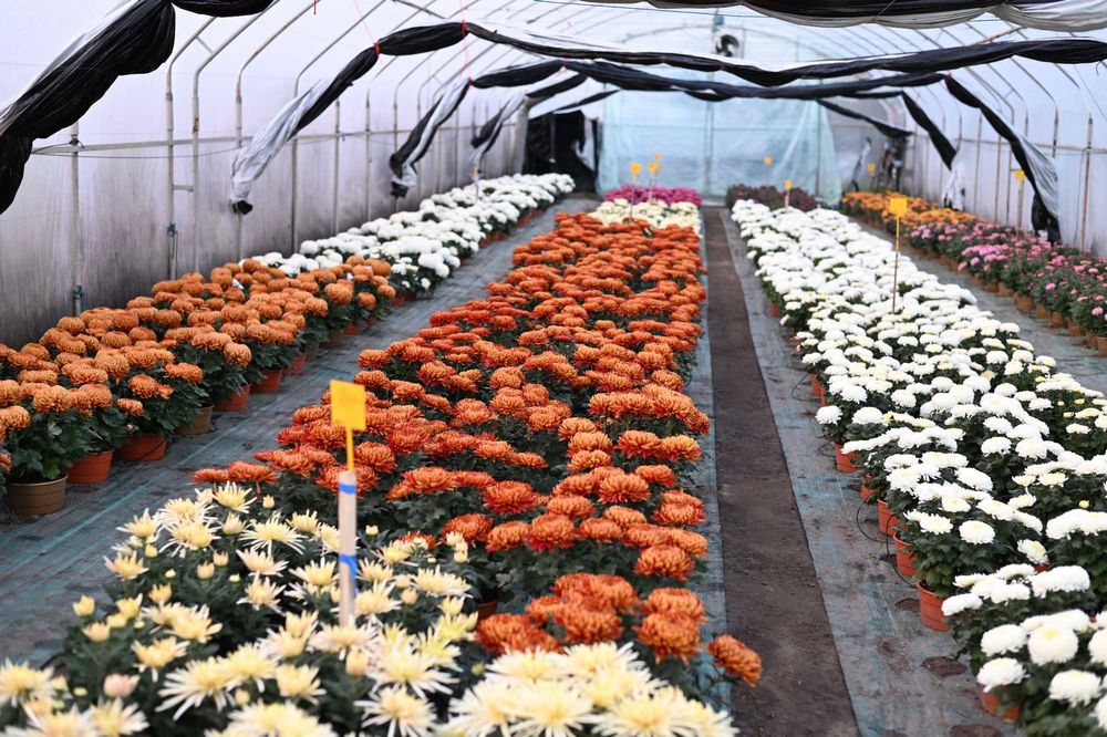 Chryzantemy wielkokwiatowe i drobnokwiatowe